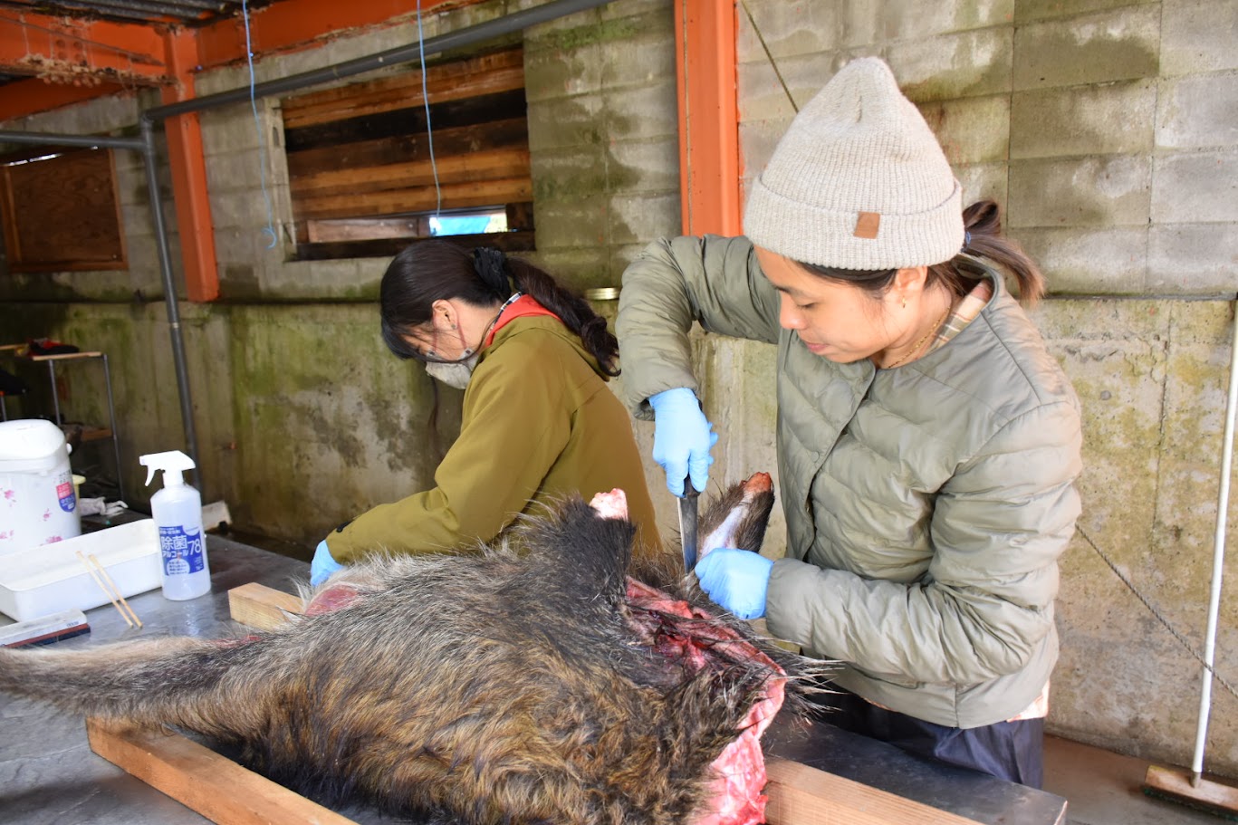 ジビエ肉解体体験女性も活躍！