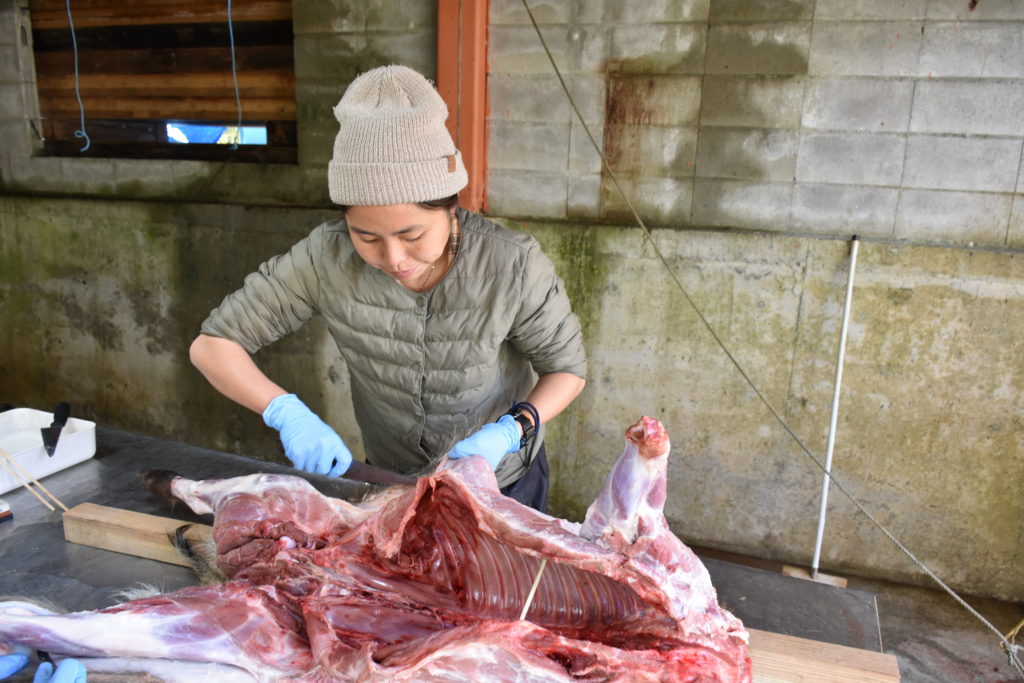 イノシシ解体
