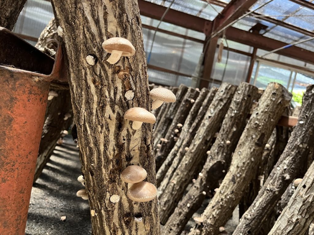 原木シイタケ収穫体験