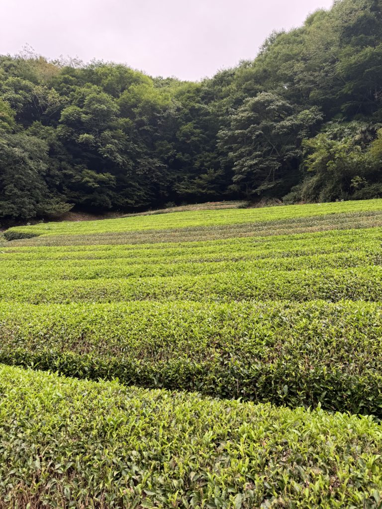 相模原茶畑