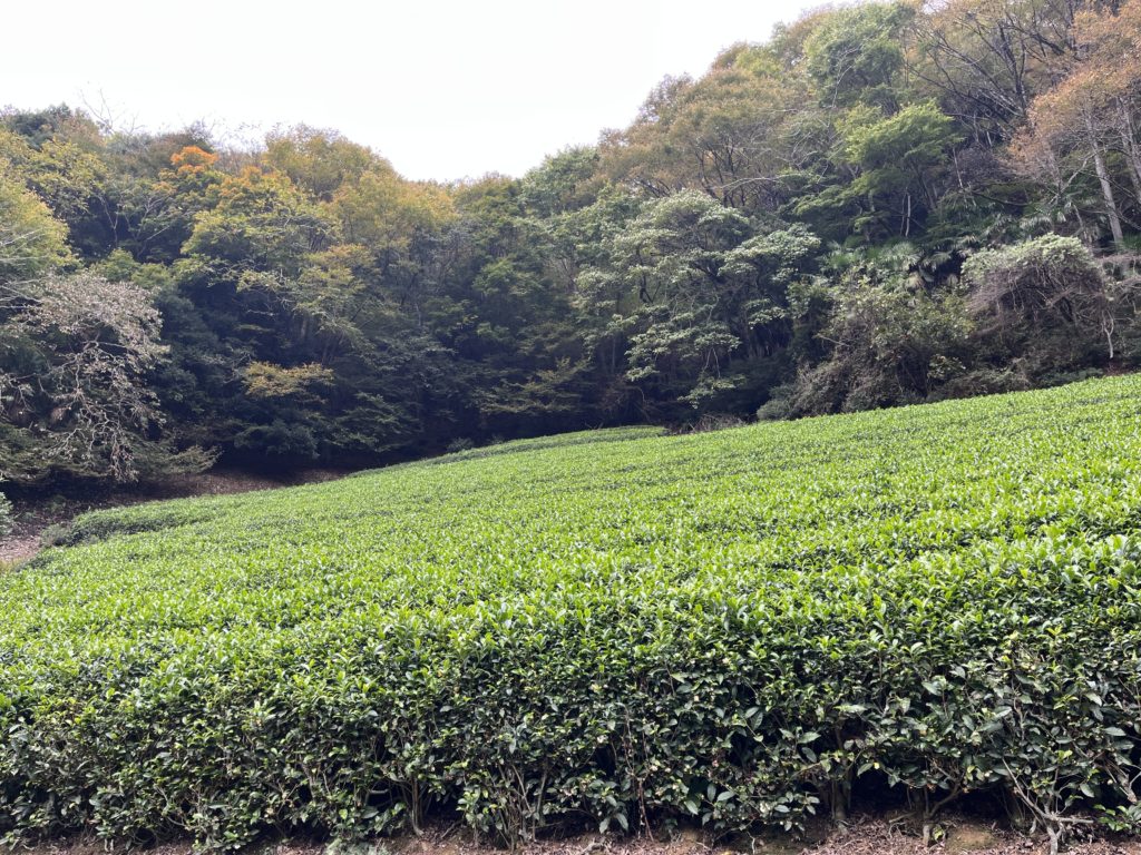 佐野川茶園